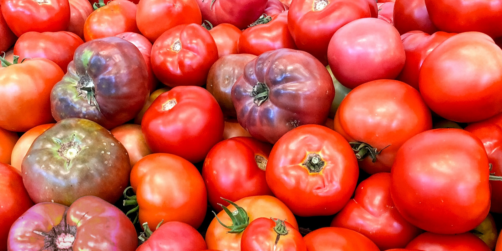 North End Farmers Market Vendors